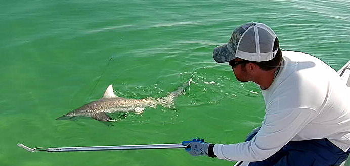 last local guide service blacktip shark fishing 1