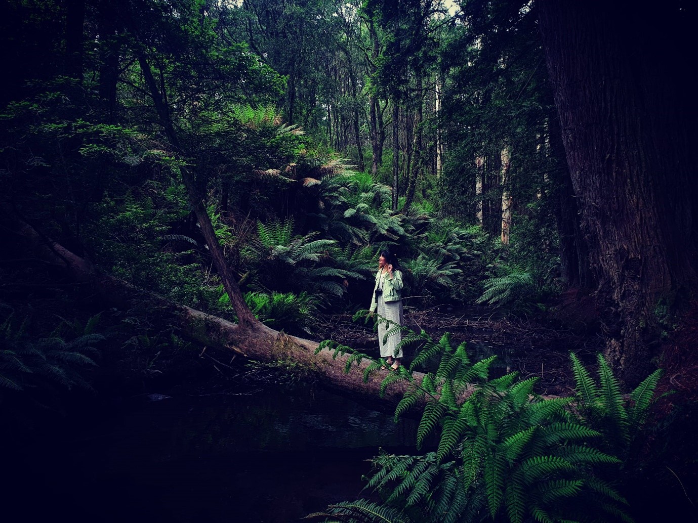 Californian redwood forests