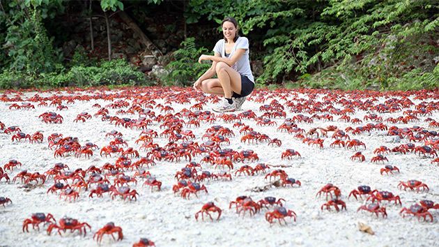 red crab migration 7